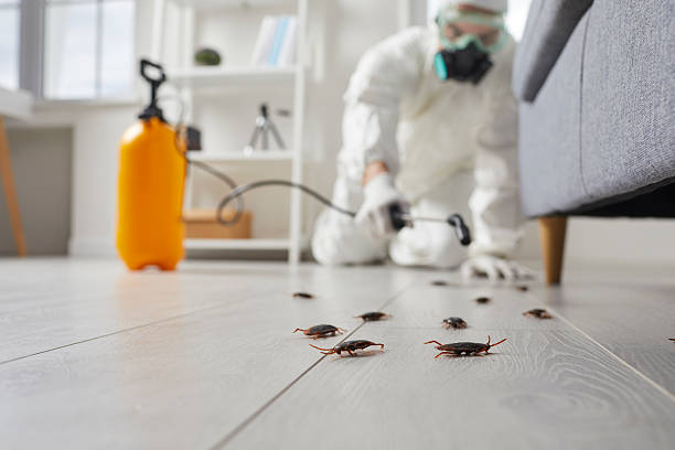 Post-Treatment Bed Bug Interceptor Monitoring in Orange